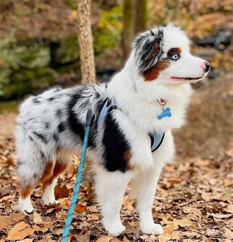 Miniature Australian Shepherds 